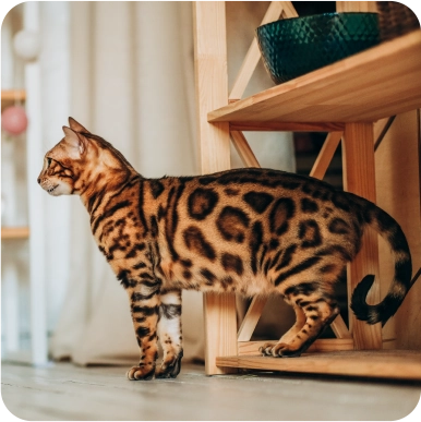 Animal For Adoption Bengal Cat