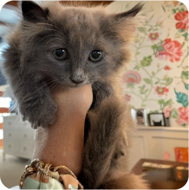 Animal For Adoption Charlie Cat