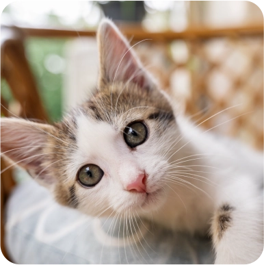 Animal For Adoption Milo Cat