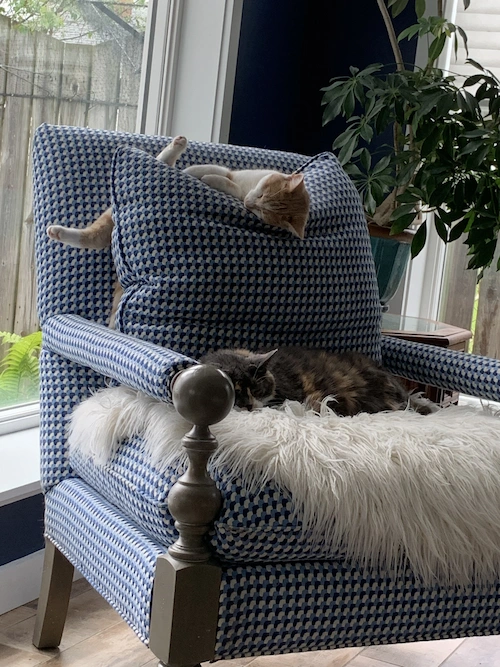 Animal Fostering