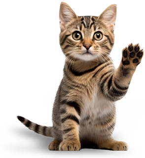 Cat Sanctuary