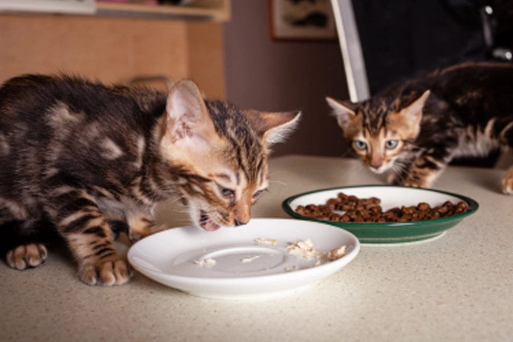 Food Brands For Kittens And Cats