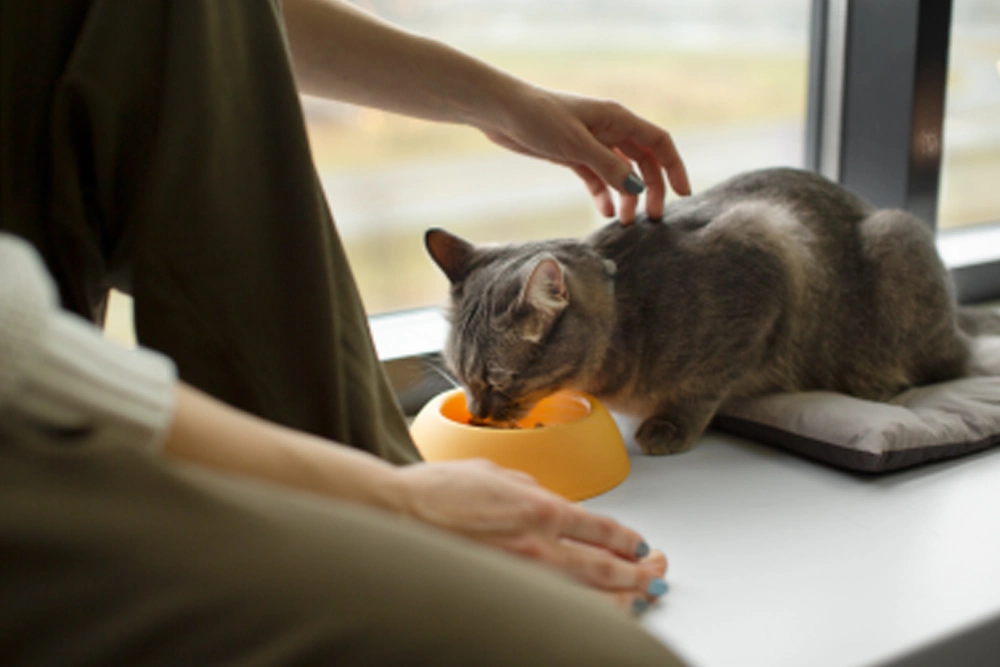 Maintaining Health For Cats