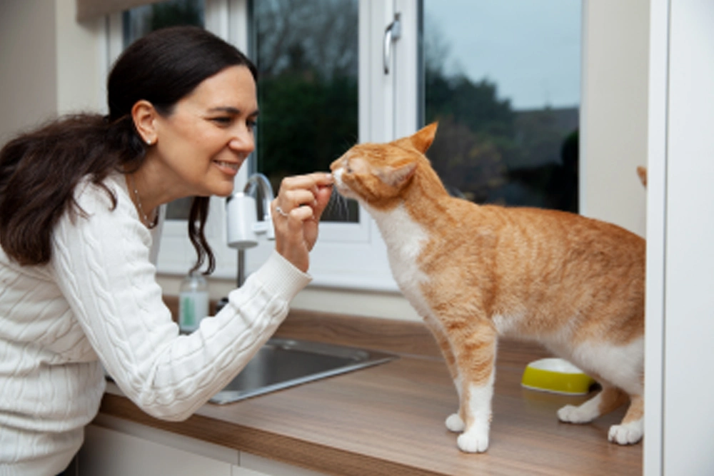 Welcome Your New Cat